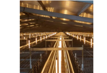 Elevating Cage Layer House Lighting with Hontech Wins' Poultry LED Solutions